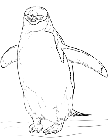 Chinstrap Penguin Coloring Page